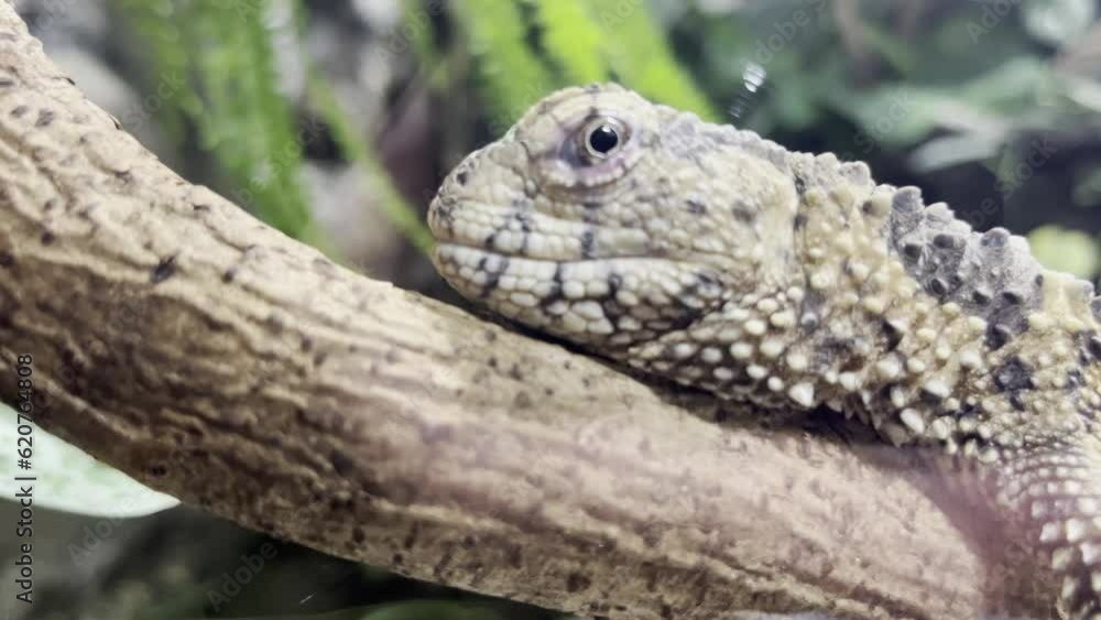 head of an exotic exe lying on a branch close to the camera head of an exotic exe lying on a branch close to the camera