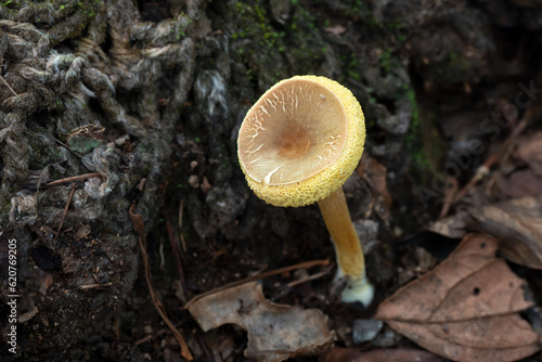 Wild mushrooms in the forest among the leaves