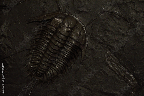 Trilobite fossil