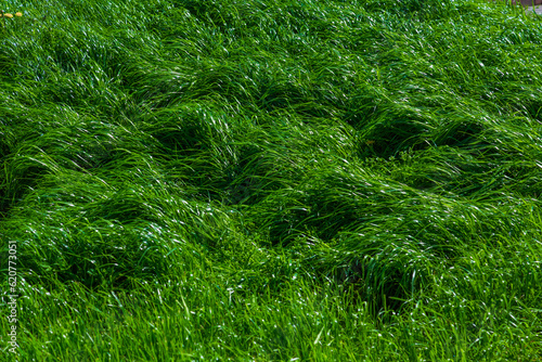 The texture of green grass surface for the background, Top view of grass field Ideal concept used for making green flooring,