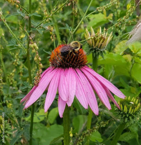Bumblebee Exploring Coneflower in July