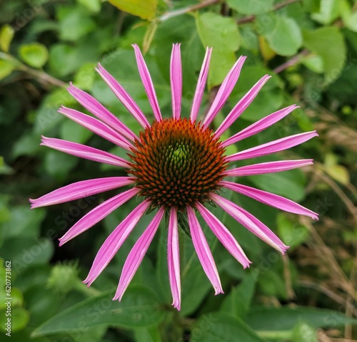 Circle of Opened Cloneflower Petals