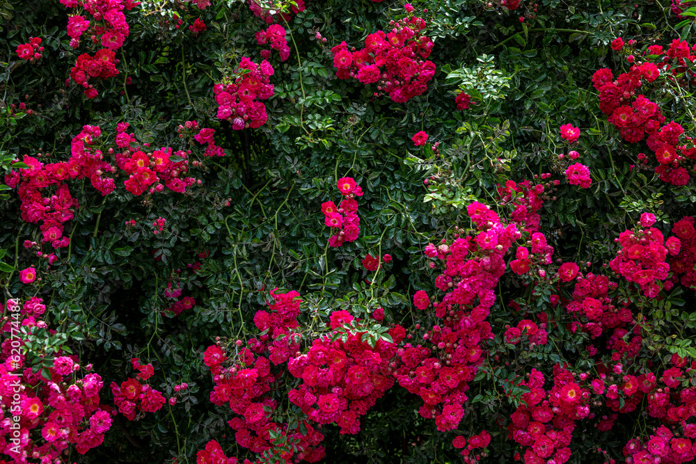 Large flowering rose bush. Hedge. Space for text. Background.