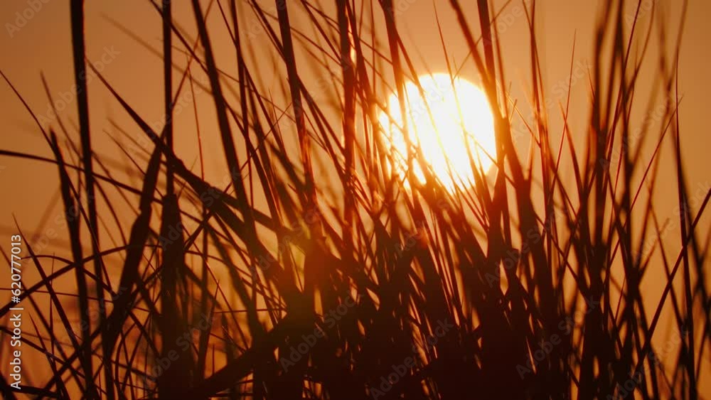 Close up of Bushes infront of a sunset