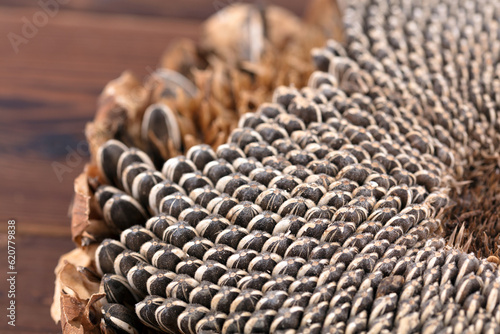 The ripe sunflowers are arranged neatly