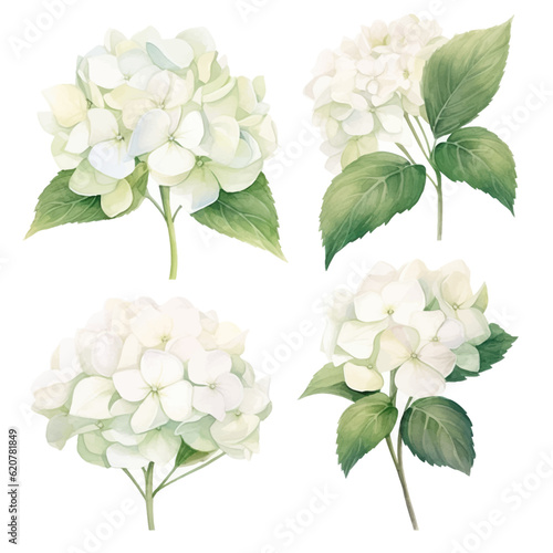 Set of white floral watecolor. Hydrangea flowers and leaves. Floral poster, invitation floral. Vector arrangements for greeting card or invitation design	