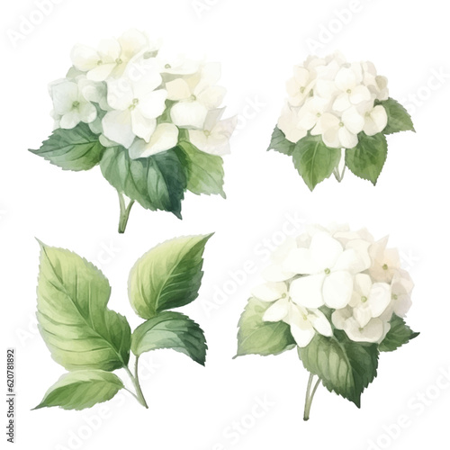 Set of white floral watecolor. Hydrangea flowers and leaves. Floral poster, invitation floral. Vector arrangements for greeting card or invitation design	