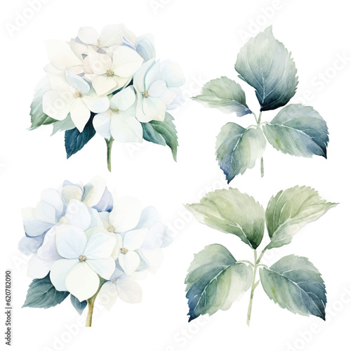 Set of white floral watecolor. Hydrangea flowers and leaves. Floral poster, invitation floral. Vector arrangements for greeting card or invitation design	