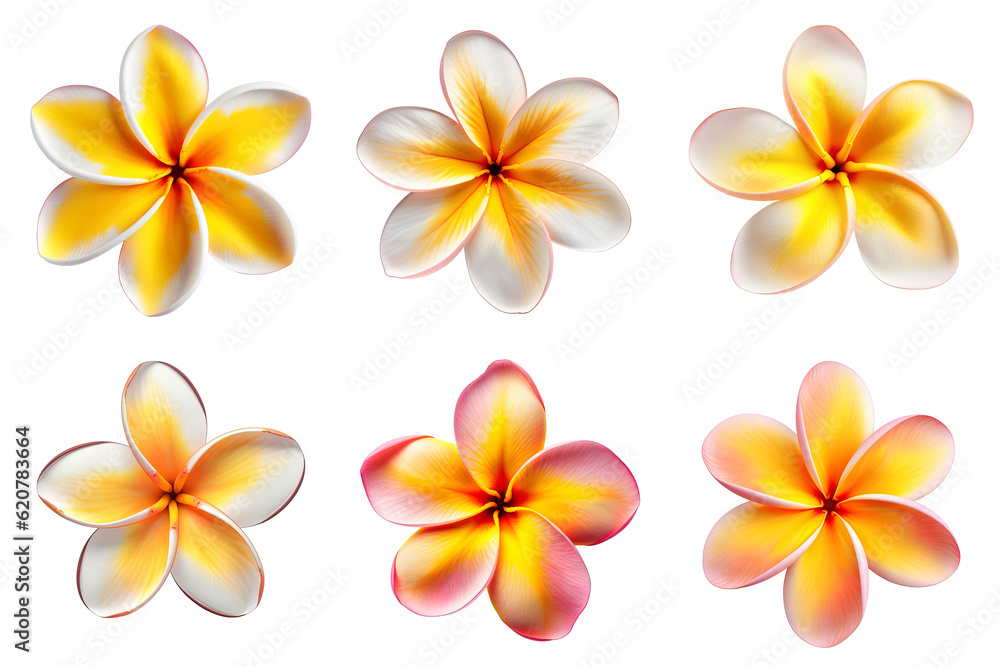 Fototapeta premium frangipani, plumeria flowers collection isolated on transparent background