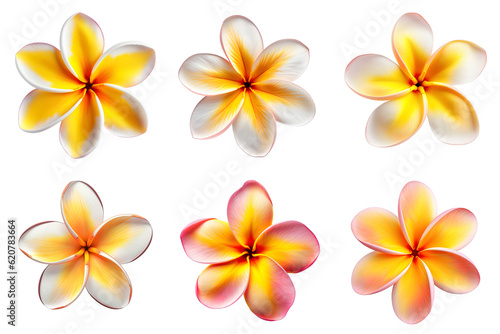 frangipani, plumeria flowers collection isolated on transparent background