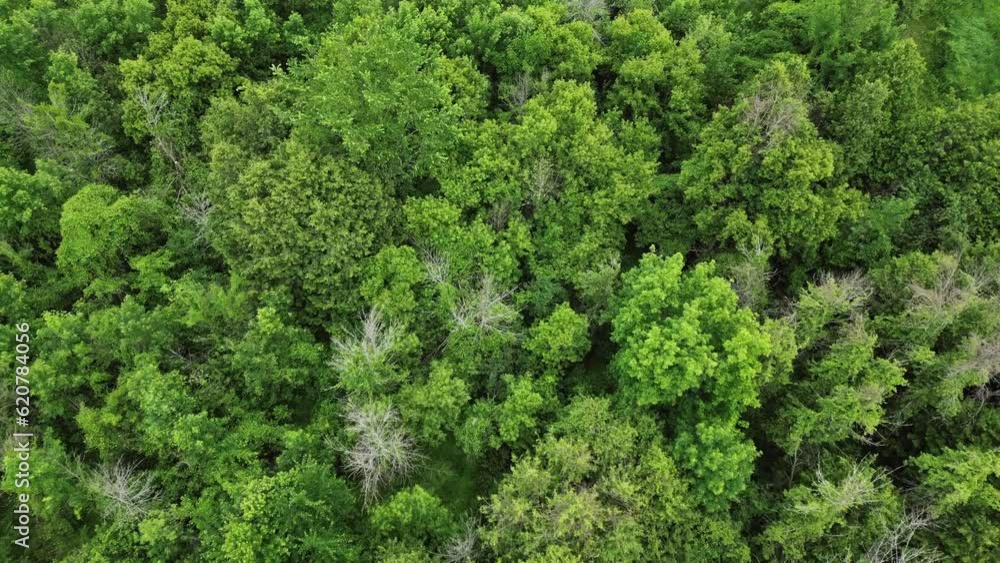 Top View Of Green Bushes Over Forest Park. Aerial Drone Shot Top View Of Green Bushes Over Forest Park. Aerial Drone Shot