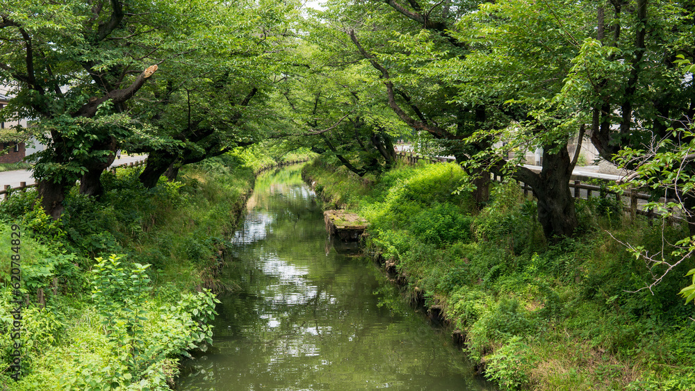 氷川橋から見る夏の新河岸川の風景/日本埼玉県川越市 氷川橋から見る夏の新河岸川の風景/日本埼玉県川越市