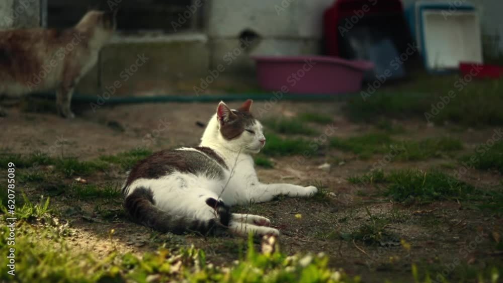 Aegean Cat resting in Animal Shelter Aegean Cat resting in Animal Shelter