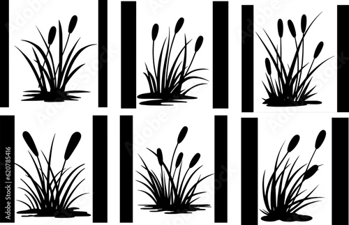 Reed plant  cane images