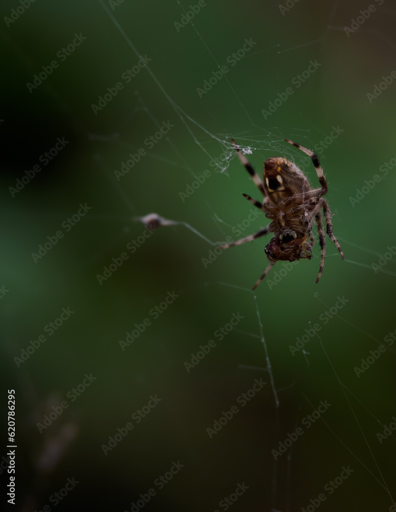 Close Up of the Underside of a Barn Spider on Its Web Eating Its Prey