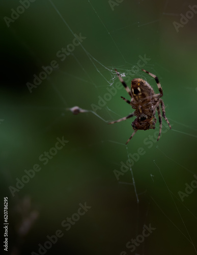 Close Up of the Underside of a Barn Spider on Its Web Eating Its Prey