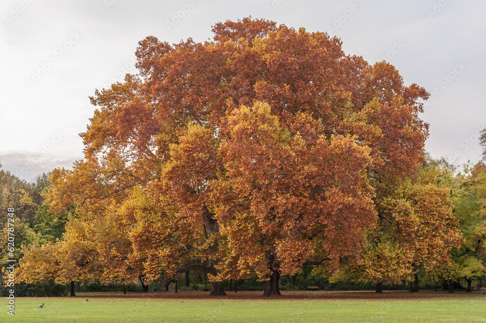 Naklejka premium Park in Margaret Island, Budapest, Hungary. Autumn Tree