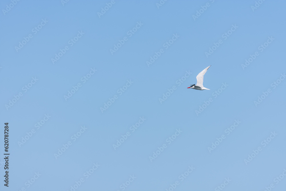 flying seagull at the blue sky at the red sea flying seagull at the blue sky at the red sea
