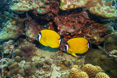 Weibel's butterflyfish swim couple underwater in deep blue sea with sea sand and fish and coral reef landscape in blue water background