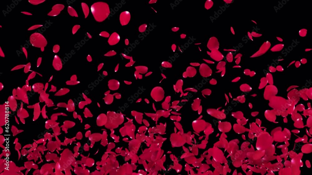Red Rose Petals Burst on Alpha Channel. 3D rendering. Element footage place on footage or background. Red Rose Petals Burst on Alpha Channel. 3D rendering. Element footage place on footage or background.