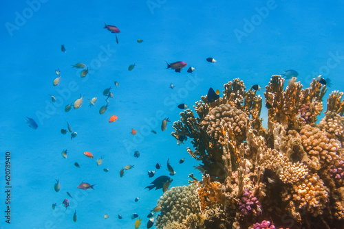 Fototapeta Naklejka Na Ścianę i Meble -  lot of different colorful little fishes near corals during diving in egypt