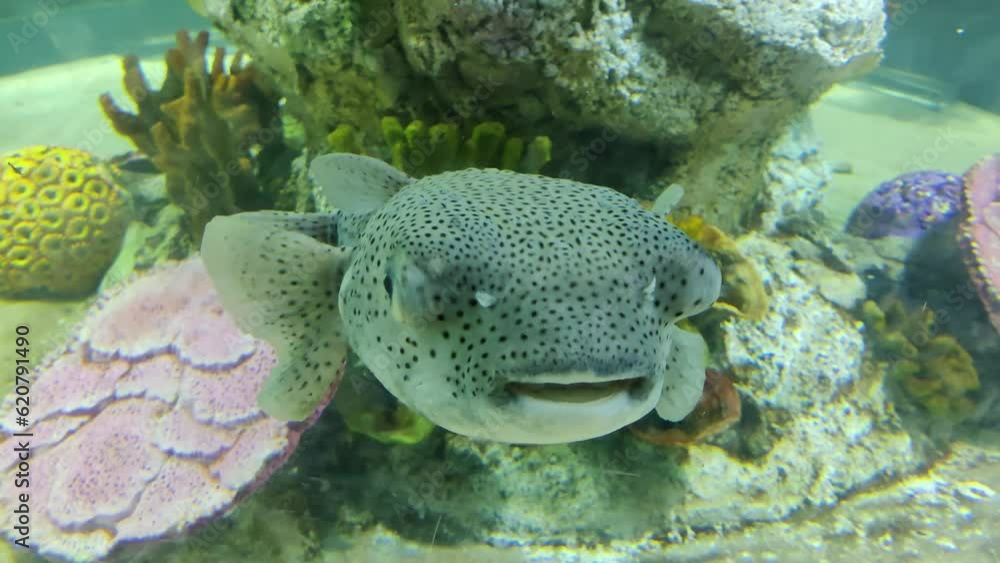 Porcenpine Fish Giant Porcupine fish or Spotted Porcupine Fish (Diodon hystrix) and ...
