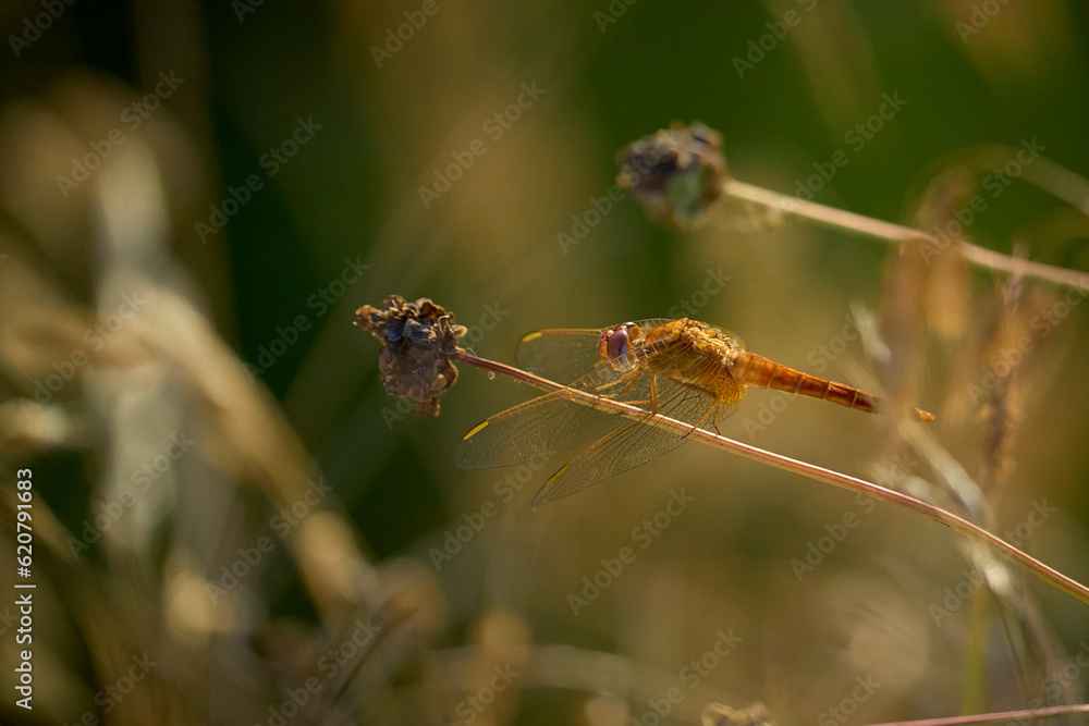 Dragonfly resting on a stick of vegetation Dragonfly resting on a stick of vegetation