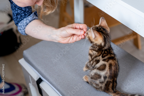 female hand feeding a bengal kitten, pets love. Background with space for text.	
