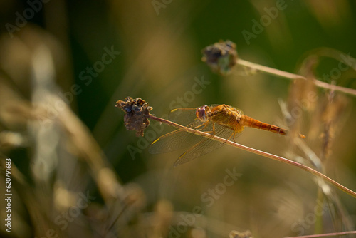 Dragonfly resting on a stick of vegetation