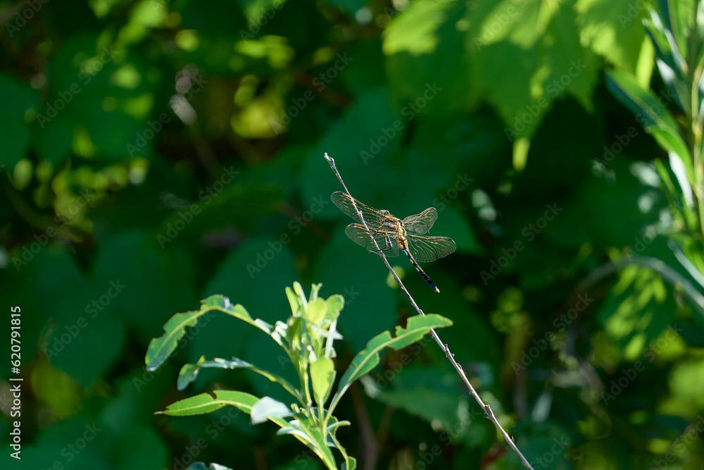 Dragonfly resting on a stick of vegetation Dragonfly resting on a stick of vegetation