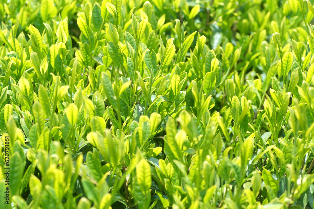 茶畑　丹波篠山市　5月上旬