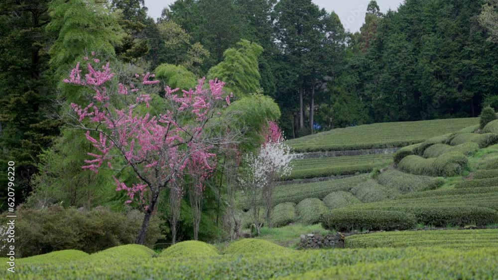 Tea plantations background in Japan in a cloudy day Tea plantations background in Japan in a cloudy day