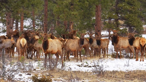 Colorado elk heard large group deer gang nature animals gathered on mountainside mid winter snow Rocky Mountains National Park Evergreen beautiful crisp telephoto zoom cinematic slow motion still 4k photo