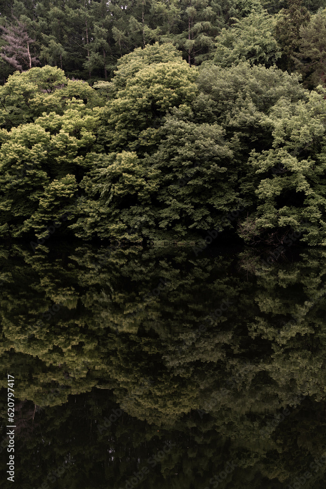湖畔に鏡面する森