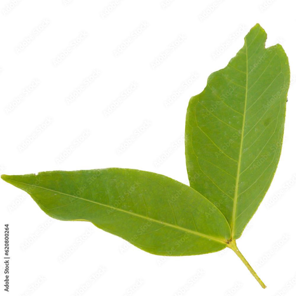 Obraz premium green leaf isolated on white