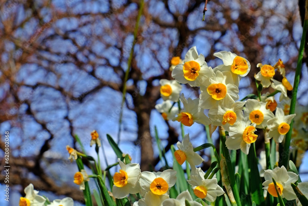 Fototapeta premium Beautiful Daffodill flowers (Narcissus) blossom at Osaka castle park, Osaka, JAPAN.