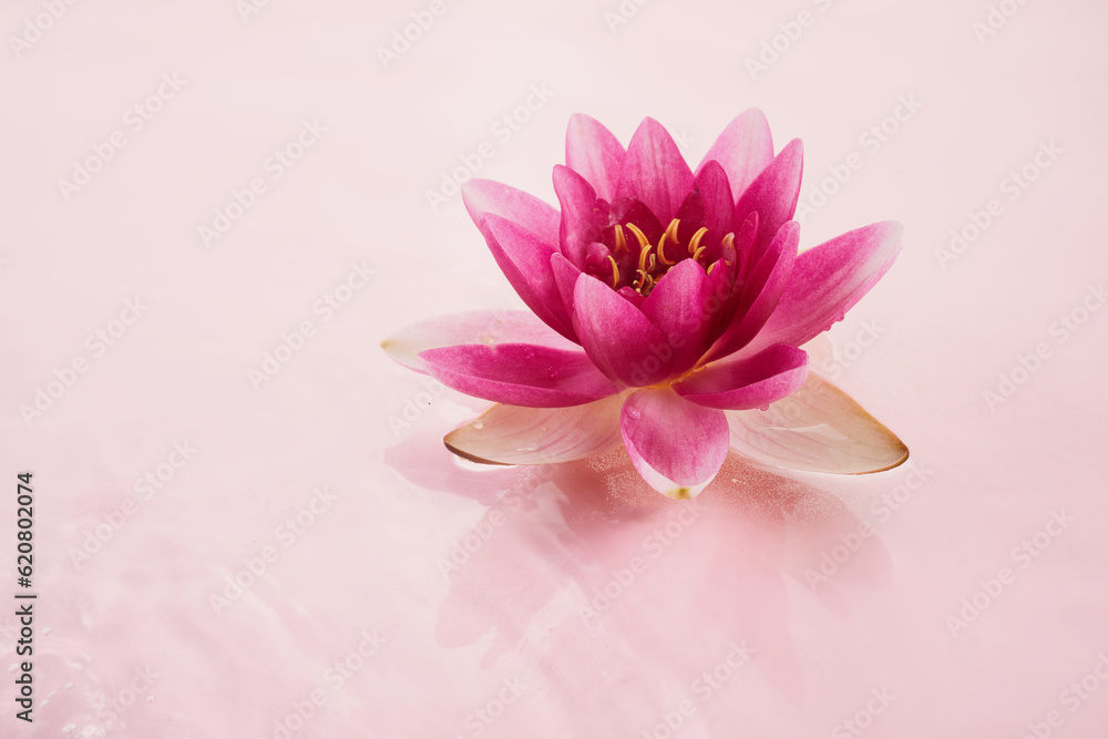 A beautiful pink waterlily or lotus flower in pink water. Spa and cosmetic concept background