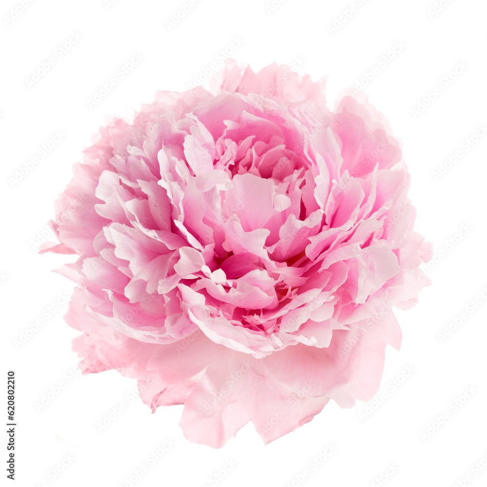 Pink peony flower isolated on white background