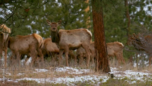 Colorado elk heard large group deer gang on nature animals gathered on mountainside mid winter snow Rocky Mountains National Park Evergreen telephoto zoom cinematic slow motion pan follow to right 4k photo