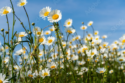 Daisy Chamomile background. Beautiful nature scene with blooming chamomilles in sun flare. Sunny day. Summer flowers. © svetograph