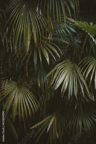 palm tree leaves