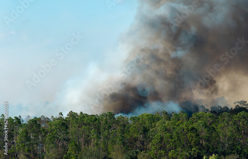 Huge wildfire burning severely in Florida jungle woods. Hot flames in forest. Thick smoke rising up