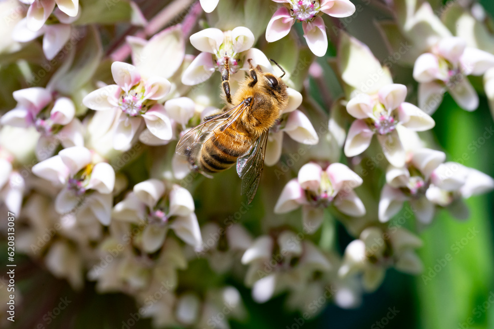 Bee on Pink Flower Bee on Pink Flower