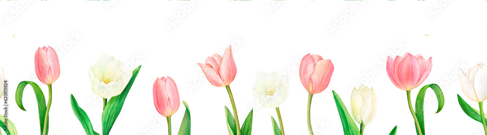 Watercolour drawn seamless border from beautiful pink and white tulip flowers on white background. Drawing for logo, stickers, invitation, prints Watercolour drawn seamless border from beautiful pink and white tulip flowers on white background. Drawing for logo, stickers, invitation, prints