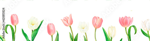 Fototapeta Naklejka Na Ścianę i Meble -  Watercolour drawn seamless border from beautiful pink and white tulip flowers on white background. Drawing for logo, stickers, invitation, prints