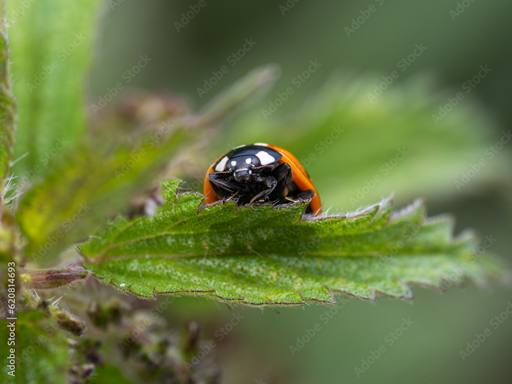 Fototapeta premium Macro close portrait up of a black spot lady bug on a green leaf
