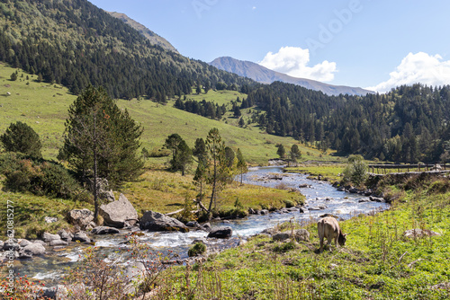 landscape of a high mountain meadow with a river and a grazing cow. horizontal image