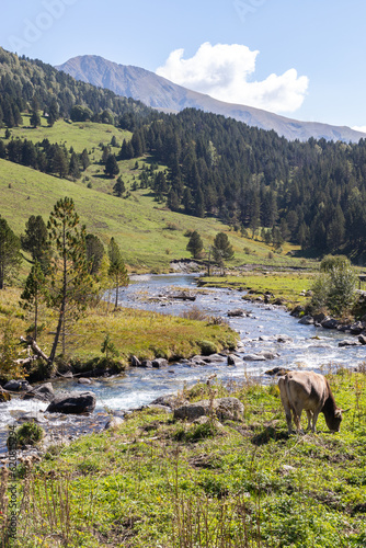 landscape of a high mountain meadow with a river and a grazing cow. vertical image