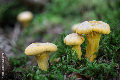 Close-up shot of group of edible girolle mushrooms in moss