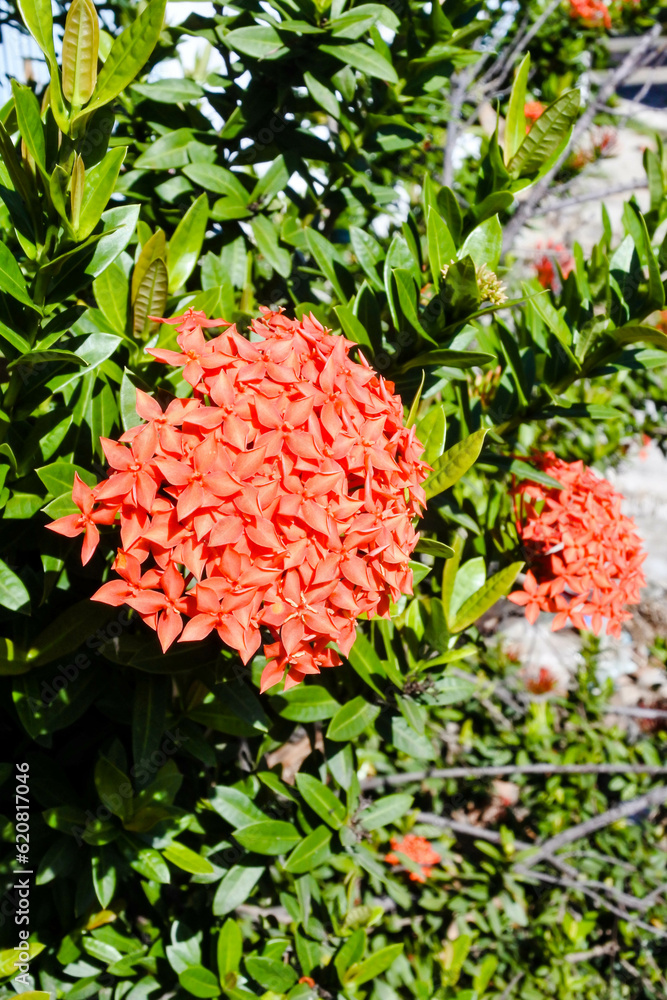 closeup from a bouquet of ixora flowers that bloom and grow in a front yard during spring season closeup from a bouquet of ixora flowers that bloom and grow in a front yard during spring season
